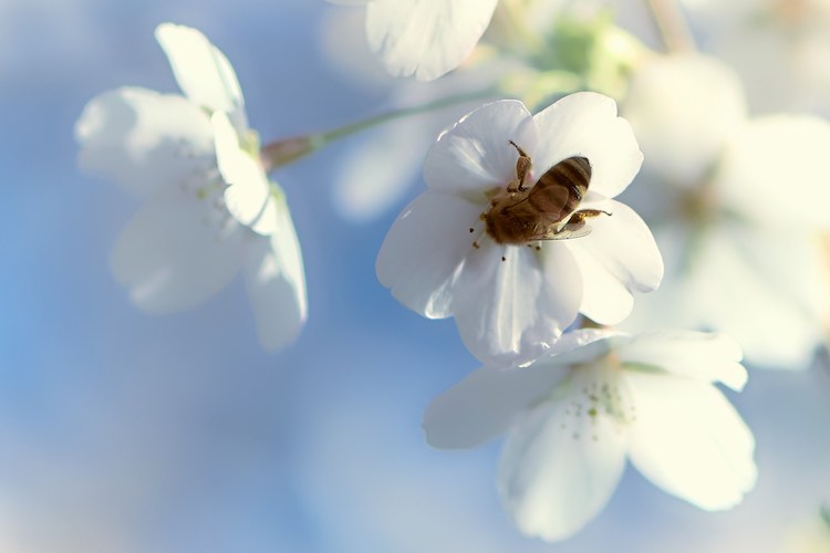 Skønne bier i haven