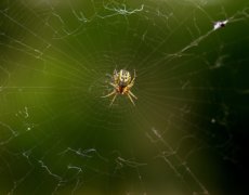 kryb insekter voresvilla quiz