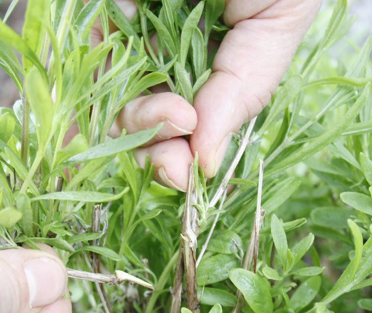 Stiklinger af lavendler