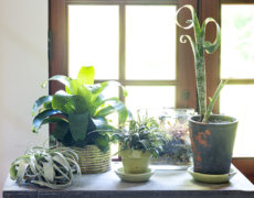 Ananasvækster er gode stueplanter