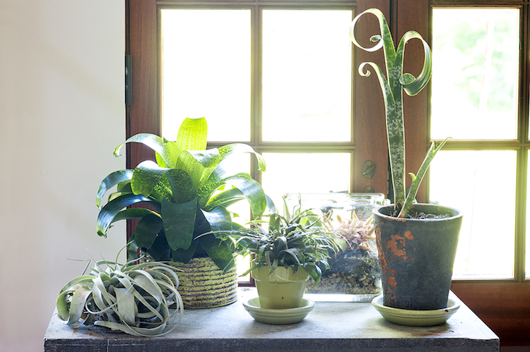 Ananasvækster er gode stueplanter