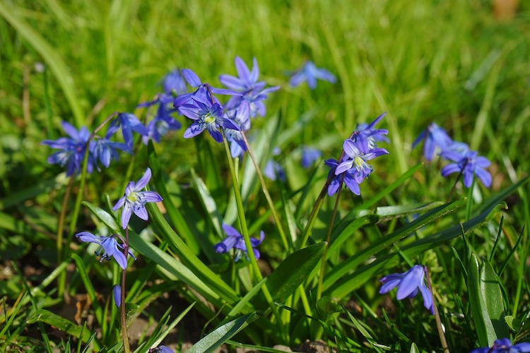 Scilla i løgplænen