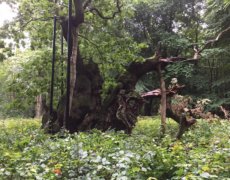 Danmarks ældste træ