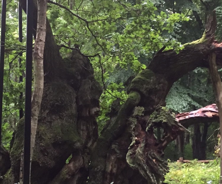 Det krogede træ giver snart fortabt