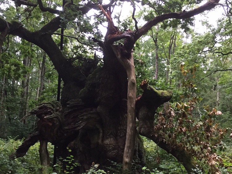 Danmarks ældste træ er en kongeeg