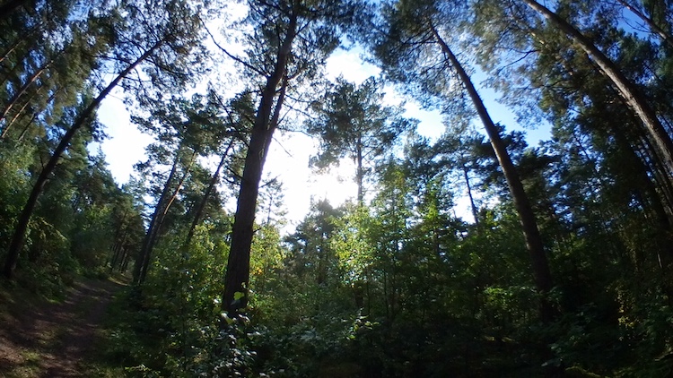 Skoven ved Melby Overdrev