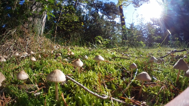 Svampe på Melby overdrev