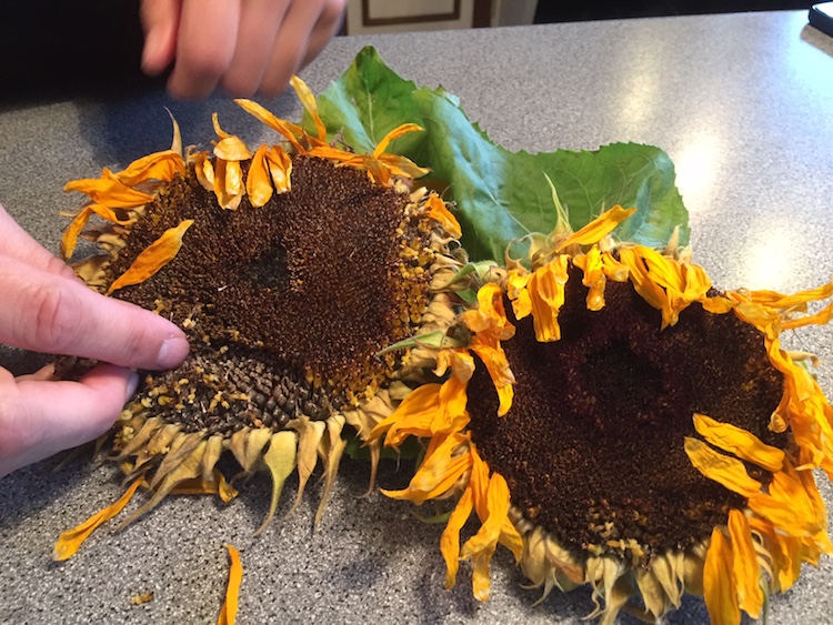 Frø fra solsikkehoveder er lækker fuglemad