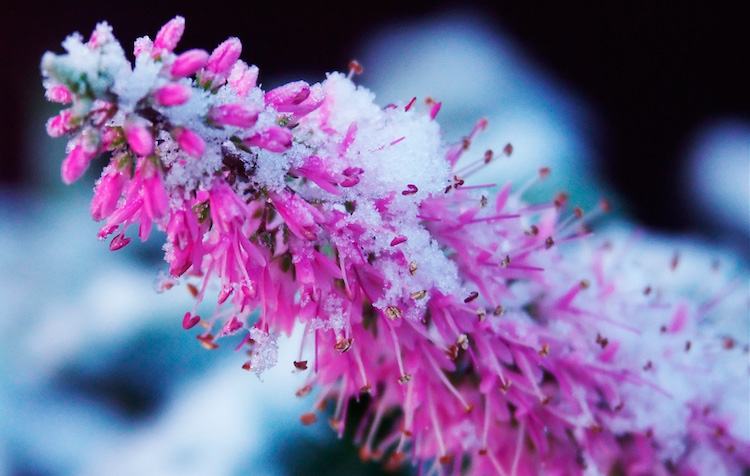 Sarte planter kan dø om vinteren
