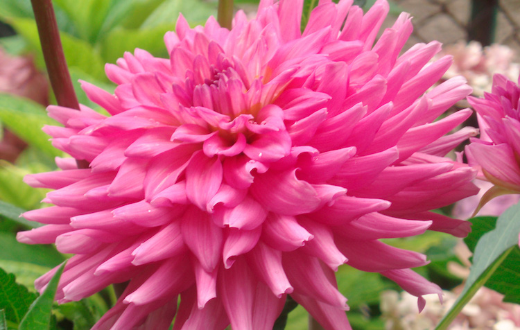 Dahlia hører til blandt de sarte planter