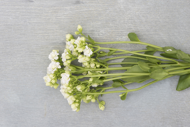 Kalanchoe ‘Queen’
