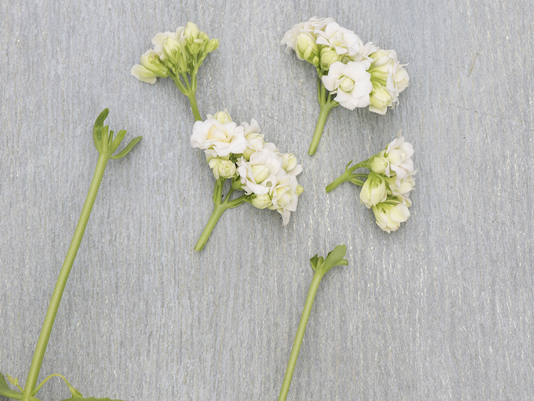 Klip stænglerne korte