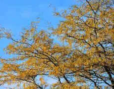 Efteråret bringer flotte farver