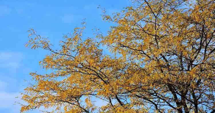 Efteråret bringer flotte farver