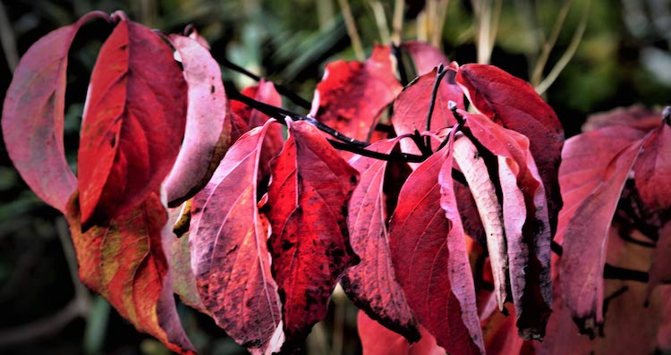 Blomsterkornel om efteråret