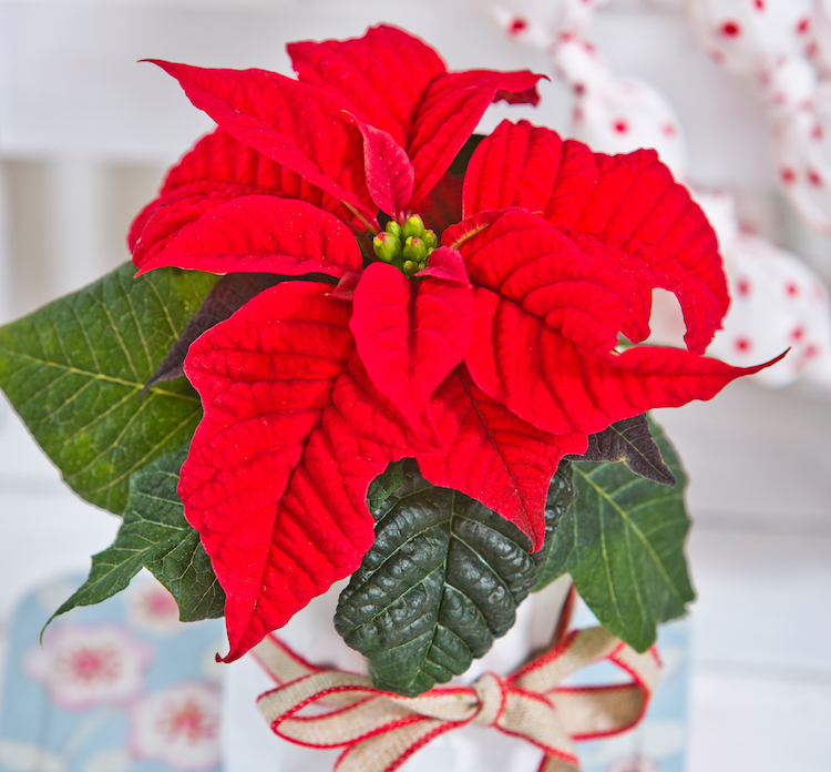 Juleblomster som værtindegaver