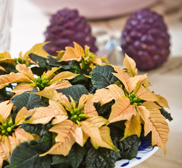 Juleblomster som pynt til julebordet