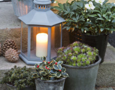 Julepyntning udendørs