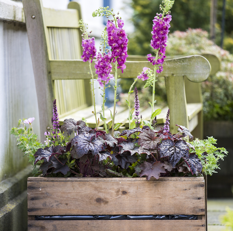 Kongebegonie udendørs