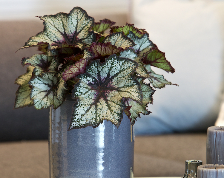 Kongebegonie i potteskjuler