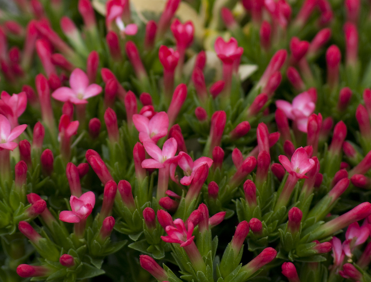 De smukke røde blomster