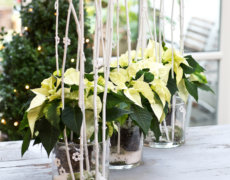 Pynt personligt med juleblomster