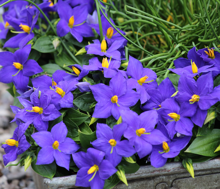 Sapphire har en smuk intens blå farve