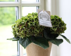 Vintage Hortensia