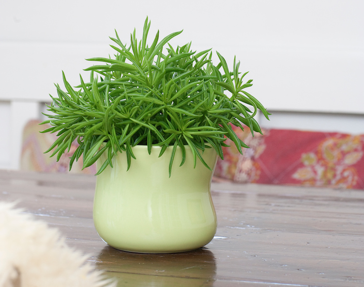 Peperomia eller musehale