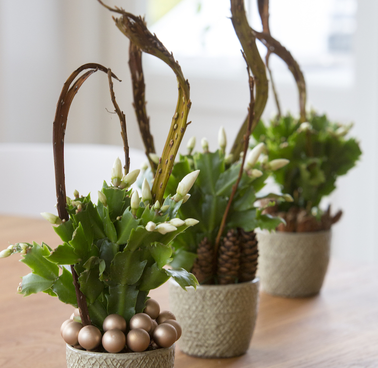 Miniplanter til bordpynt juleaften