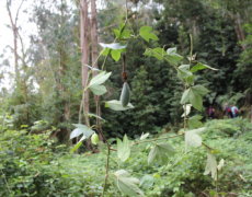 Vild passionsfrugt fra Madeira