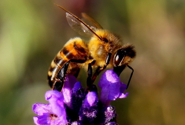 Honningbier på arbjede