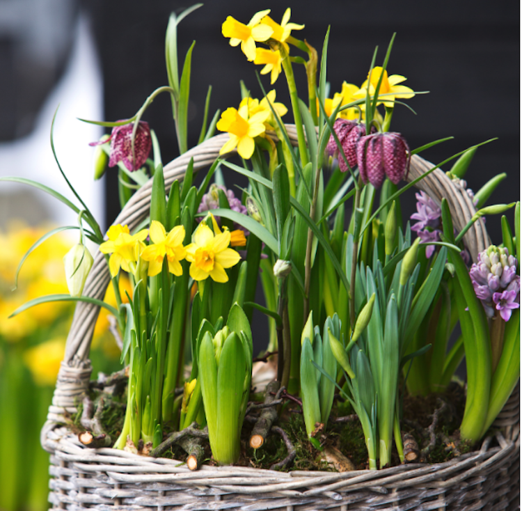 Narcissus arrangement