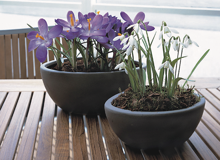 Krokus og vintergækker