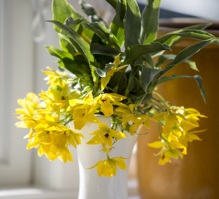 Orkideer er smukke til påske