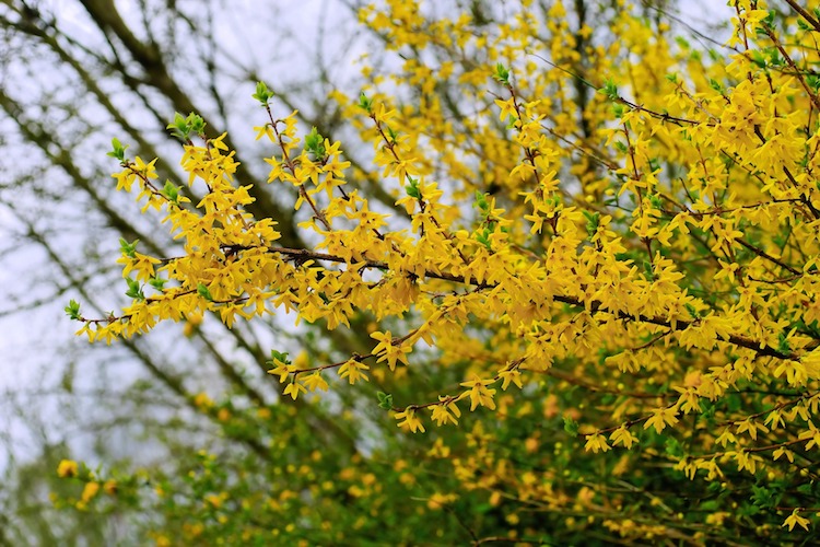 Forsythia