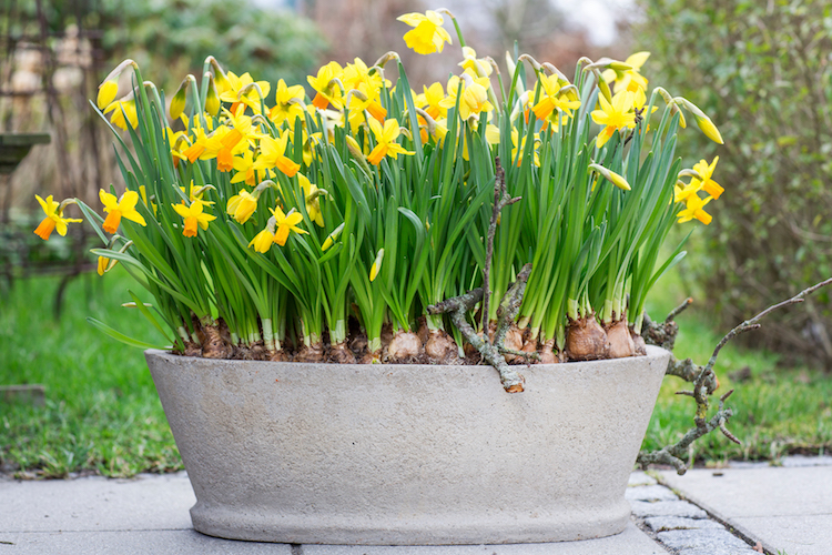 Flotte varianter af påskeliljer