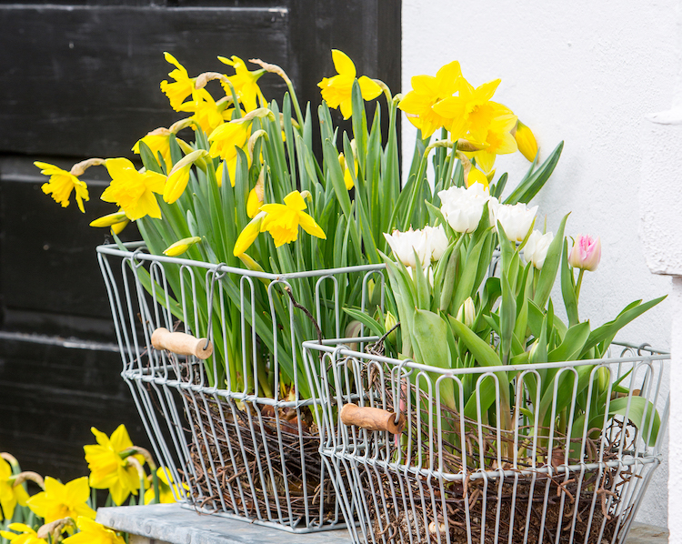 Hyggelige kurve med påskeliljer