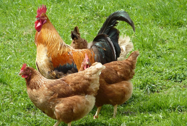 Høns i haven