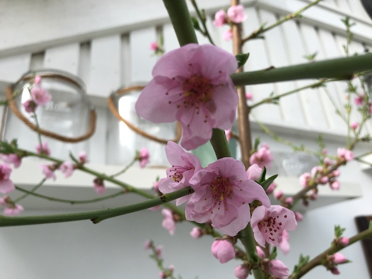 Ferskentræer i blomst