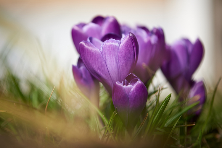 Krokus i øjenhøjde