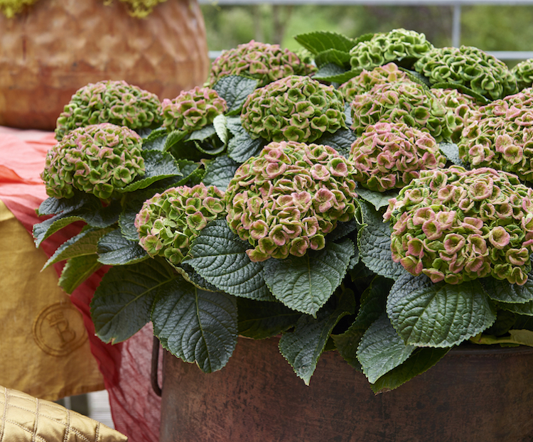 Magical four seasons efterår