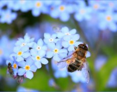 Lav dit eget bi-hotel