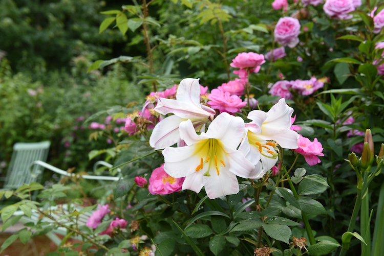 Løgvækster i rosenbedet