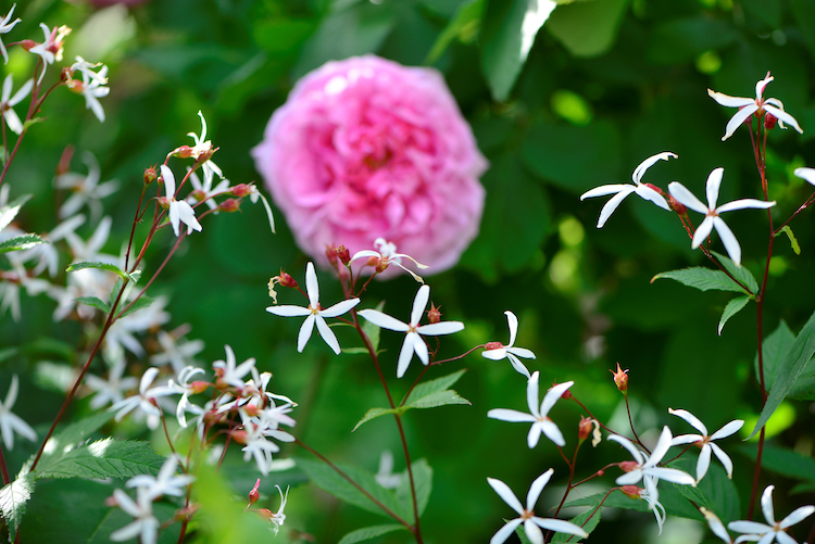 Sommerfuglebusk i rosenbedet