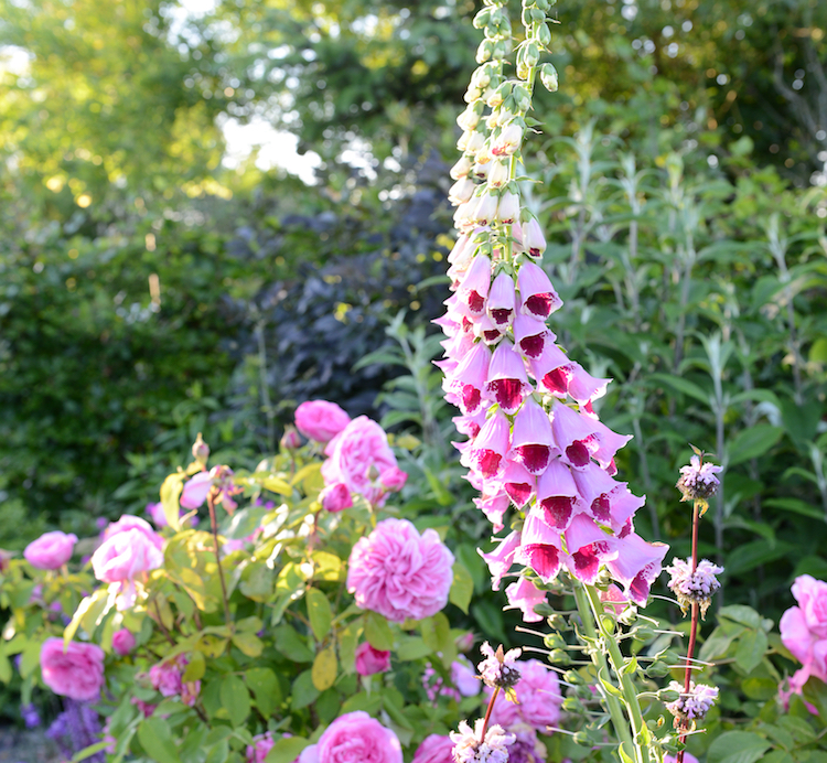 Digitalis i rosenbedet