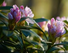 Rhododendron