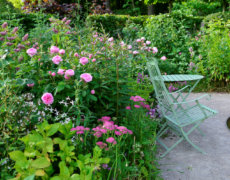 Der skal andre blomster til i dit rosenbed