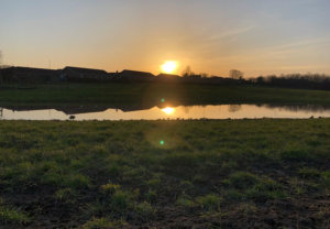 Udsigt over græsplæne med huse i baggrunden. Om nogle år vil der væres skov.