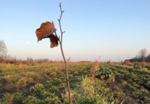 Træerne er små i "skoven".